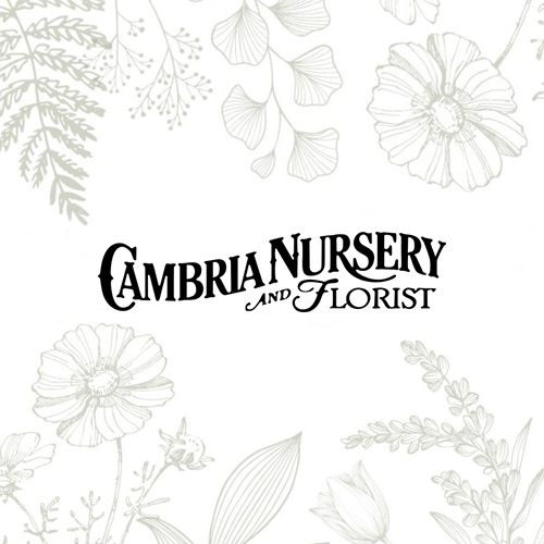 Cambria Nursery